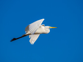 White little egret bird ardea alba flying wings spread blue background