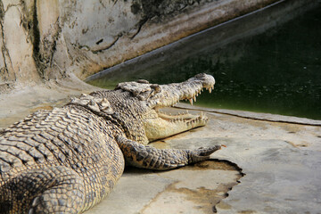 Crocodile / View of crocodile swamp with open mouth.