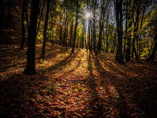 Fototapeta premium Autumn mountain deep inside forest panorama background sunlight blue sky