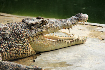 Crocodile / View of crocodile swamp with open mouth.