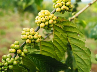 Closeup of dense coffee berries on the branches of coffee plants in a Lampung coffee plantation, Indonesia