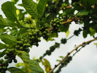 Closeup of dense coffee berries on the branches of coffee plants in a Lampung coffee plantation, Indonesia