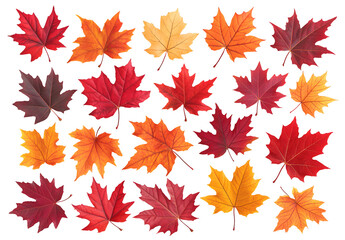 Obraz premium Autumn Maple Leaves Collection on Transparent Background