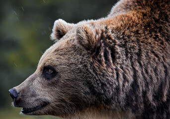 A close up of a Brown Bear (Eurasian Brown bear) in the rain