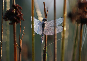 Schwarze Heidelibelle - Black Darter