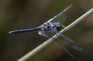 Schwarze Heidelibelle - Black Darter