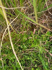 Wild flowers in the grass