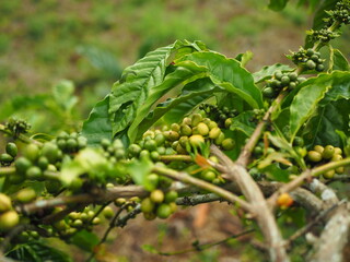 Closeup of dense coffee berries on the branches of coffee plants in a Lampung coffee plantation, Indonesia