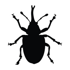 Weevil silhouette illustration isolated on a white background