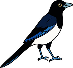 A magpie  vector art illustration