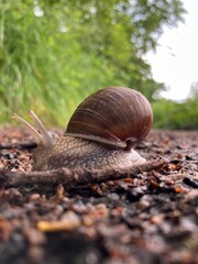 Snail on a trail, from the side
