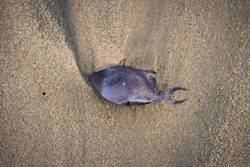 dead fish on the wet beach sand the impact of sea pollution effects, Red toothed triggerfish died on beach sand.