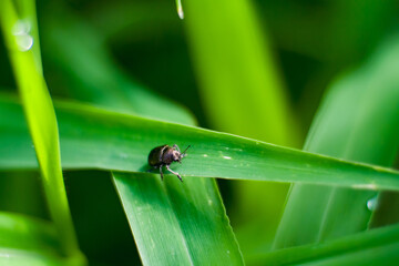 Fototapeta premium Leaf beetle insect Lepronota morbillosa with beautiful green background