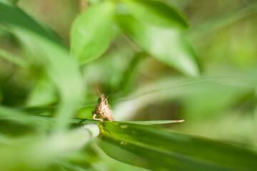 Big grasshopper insect looking up