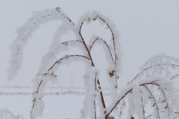 Tree branches with snow in cold weather