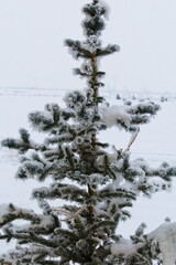 Pine tree covered with snow in frost