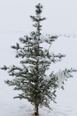Pine tree covered with snow in frost