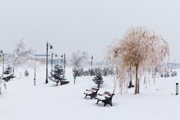 Willow tree covered with snow and frost in erzurum technical university