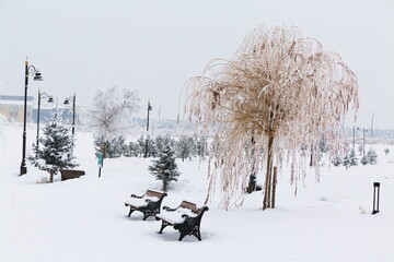 Willow tree covered with snow and frost in park