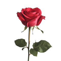 Obraz premium A Beautiful Single Red Rose in Bloom Isolated on White Background for Elegant Floral Displays and Designs and Transparent background.