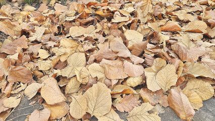 Photo of golden teak leaves falling to the ground, which is a cash crop for export in Thailand.