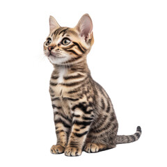 Obraz premium American Bobtail Cat Isolated on White Background for Creative Projects and Marketing Use and Transparent background.