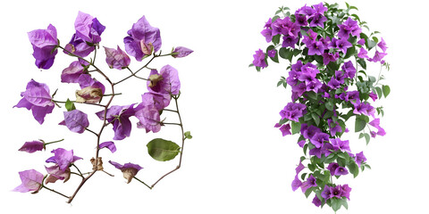 Purple Bougainvillea tropical flower bush climbing vine landscape garden plant growing in wild with fresh and some dried flower petals. Generative AI.