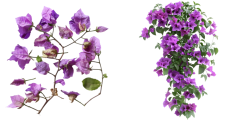 Purple Bougainvillea tropical flower bush climbing vine landscape garden plant growing in wild with fresh and some dried flower petals. Generative AI.