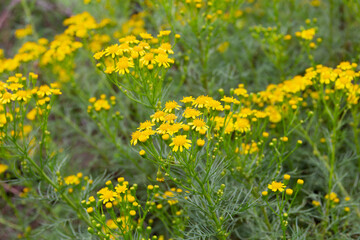 Senecio pampeanus Cabrera growing wild in the mountains of Cordoba, Argentina