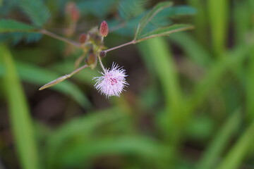 The Sensitive Plant (Mimosa pudica) is a fascinating tropical plant known for its unique ability to respond to touch. Its leaves fold inward and droop when disturbed, earning it nicknames like 