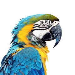 Obraz premium Vibrant Blue and Yellow Macaw Isolated on a White Background Perfect for Educational and Creative Projects and Transparent background.