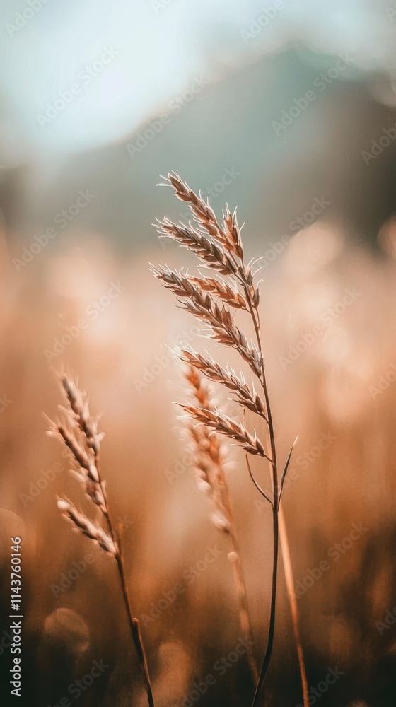 Poster wheat swaying in the gentle breeze under a clear sky during early evening hours