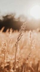 Fototapeta premium Wheat field swaying gently in the warm sunlight under a clear blue sky