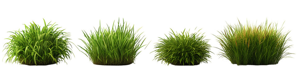 Collection of Lush Green Grasses Isolated on White Background