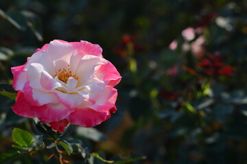 Obraz premium 花の女王