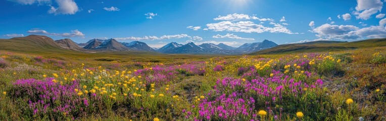 Fototapeta premium A breathtaking panorama of wildflowers blooming across the Tundra landscape in Kotzebue under a clear blue sky