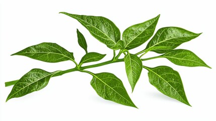 Fototapeta premium Fresh green leaves on a branch.