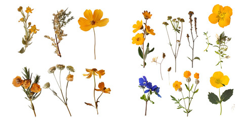 collection of pressed flowers. Generative AI.