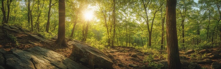 Obraz premium A breathtaking panorama of Catoctin Mountain showcasing lush greenery and sunlight filtering through the trees in the serene forest
