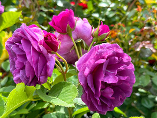 Lovely roses pink purple bloom floribunda rose bush.