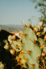 cactus in the desert mountain