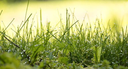 Green grass is covered with drops of morning dew