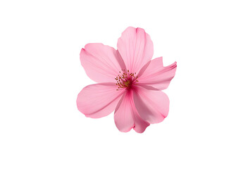 Obraz premium Pink Cherry Blossoms Floating, Isolated on Transparent Background
