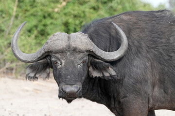 Steppenbüffel im Norden von Namibia in der freien Natur