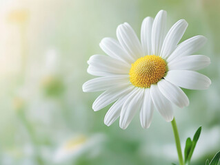 Obraz premium daisy flower in the grass