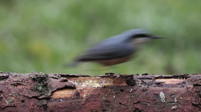 Kleiber&nbsp;(Sitta europaea)   