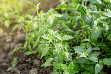 Obraz premium Fresh Basil and Oregano Leaves Plant on Field – Aromatic Herbs for Culinary and Natural Concepts, Food Blogs, Recipes, E-commerce, Cookbooks, Ads, Social Media, Health Websites, Spice Branding