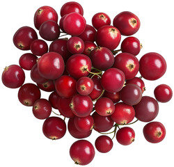 Delicious Cranberry fruit illustration isolated © Pixelpicks