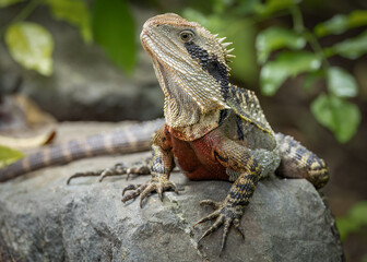 A male Eastern water dragon lizard with red breeding color on its chest warms up its body...