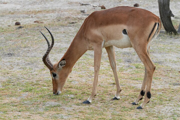 Impala Bock am Ufer eines Flusses in Namibia